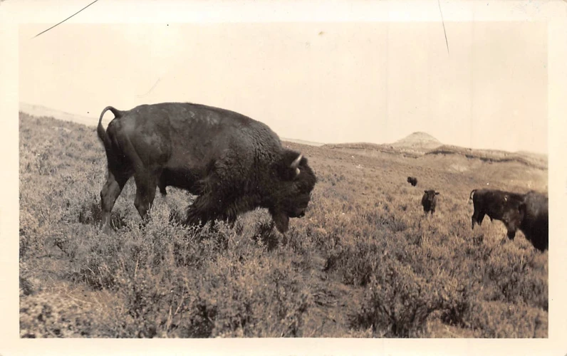 Vorteile Der Bison Auszahlung