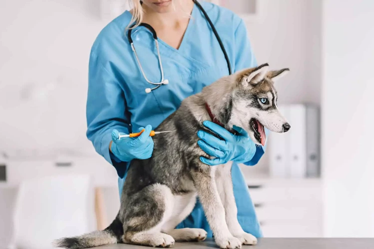 Wie Viel Kostet Eine Tierkrankenversicherung?