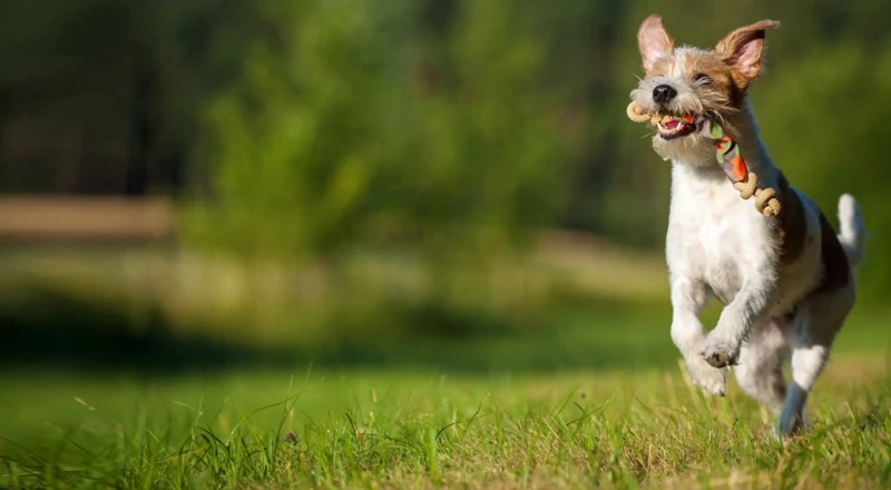 Die Besten Hundehaftpflichtversicherungen In Bayern