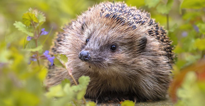 Was Sind Igel-Leistungen?