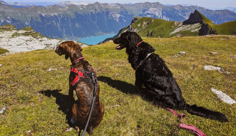 Was Kostet Eine Hundehaftpflichtversicherung In Bayern?