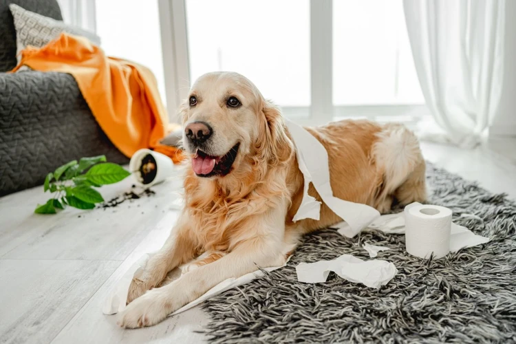 Was Passiert, Wenn Man Keine Hundehaftpflichtversicherung Hat?