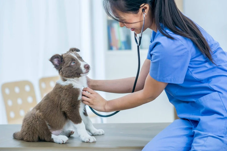 Worauf Sollte Man Bei Der Auswahl Einer Tierkrankenversicherung Achten?